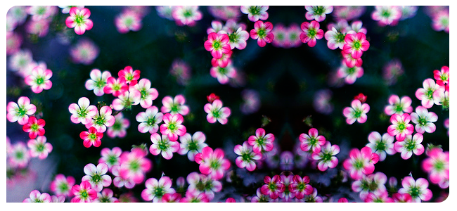 Sacos Plásticos para Flores